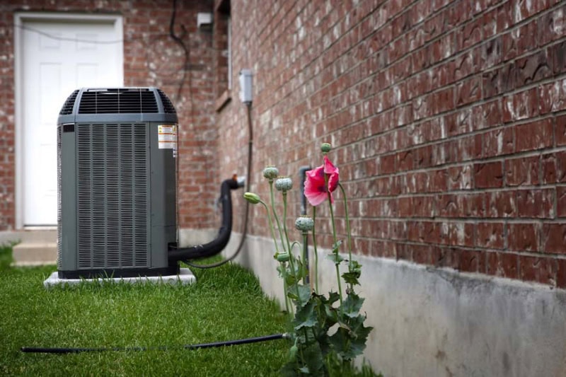Flower blooming in a backyard, an outdoor air conditioning unit sits in the background.
